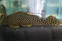 L18 Baryancistrus xanthellus "Gold Nugget" 2” $30.00