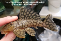 L354 Spectracanthicus zuanoni Rio Iriri 6-7" $90.00