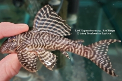 L66 Hypancistrus sp. Rio Xingu 5" $40.00