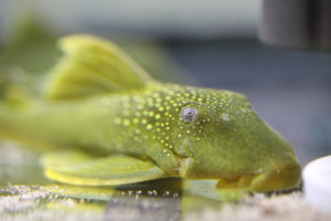 L200 Hemiancistrus subviridis Green Phantom