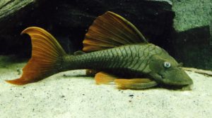 L137 Hypostomus soniae