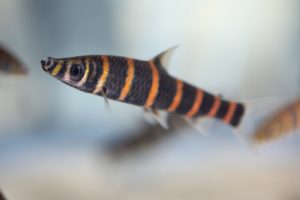 Synaptolaemus latofasciatus Rio Ventuari