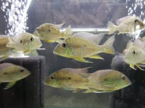 Geophagus sp. Tapajos