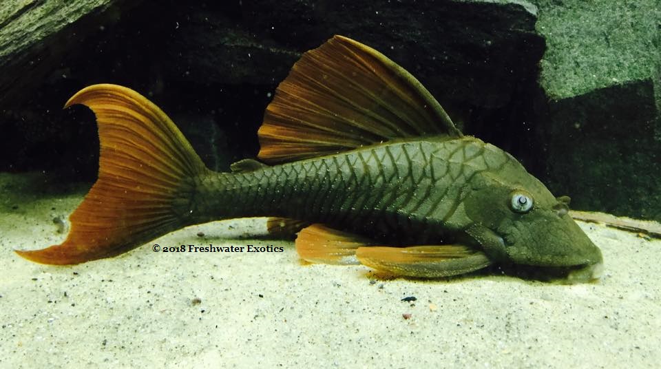 L137 Hypostomus soniae Red Fin Blue Eye Rio Tapajos 4” $35.00