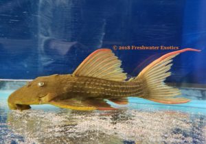 L24 Pseudacanthicus pitanga “Red Fin Cactus” SUPER RED Rio Tocantins 11-12” $275