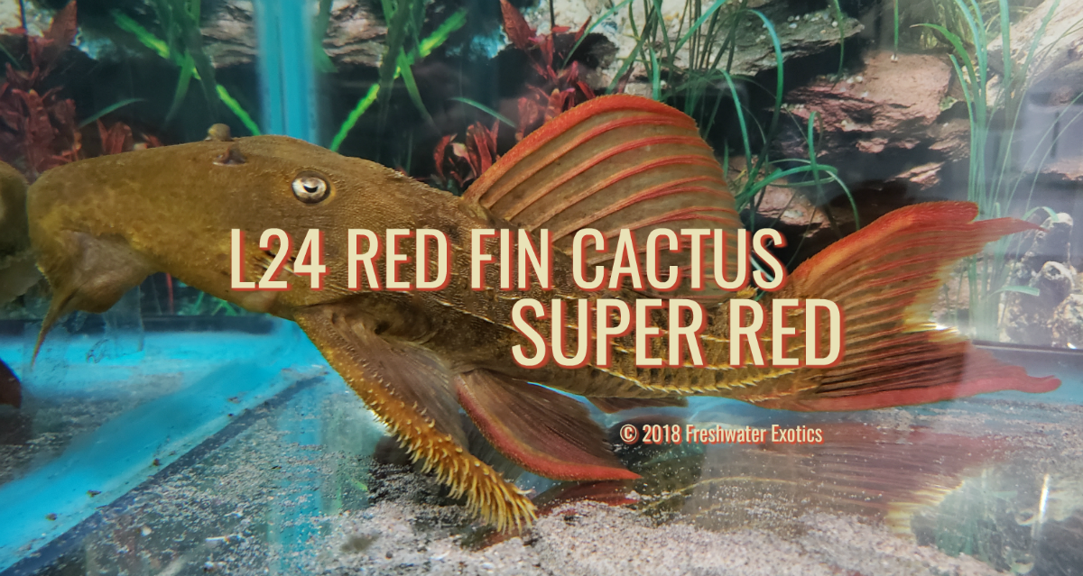 L24 Red Fin Cactus Super Red