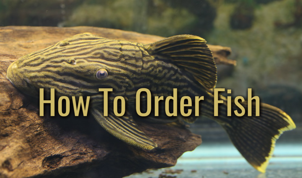 How to Order Fish at the Market: A Guide to Selecting, Communicating, and Handling Fresh Seafood