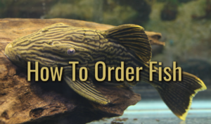 How To Order Fish