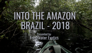 Into The Amazon Brazil 2018