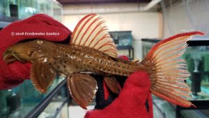 L24 Pseudacanthicus pitanga "Super Red Fin Cactus” Rio Tocantins 9-10" $250.00