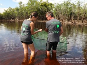 Observing wild aquarium fish in the Amazon