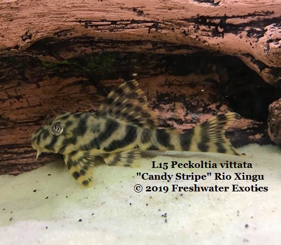 L15 Peckoltia vittata "Candy Stripe" Rio Xingu 4-5" $35.00 