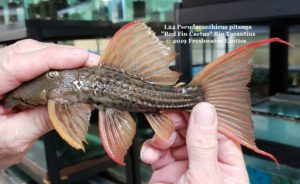 L24 Pseudacanthicus pitanga Rio Tocantins 7-8" $175.00