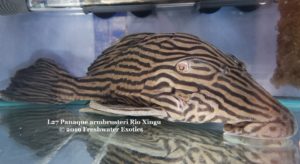 L27 Panaque armbrusteri Rio Xingu 9” $175.00, 11” $225.00