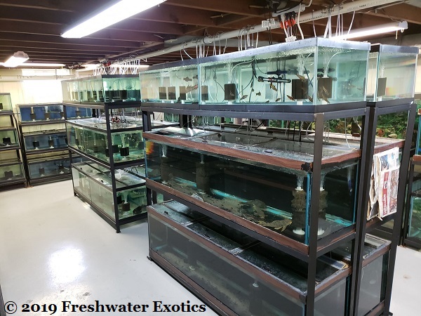 Freshwater Exotics fish room