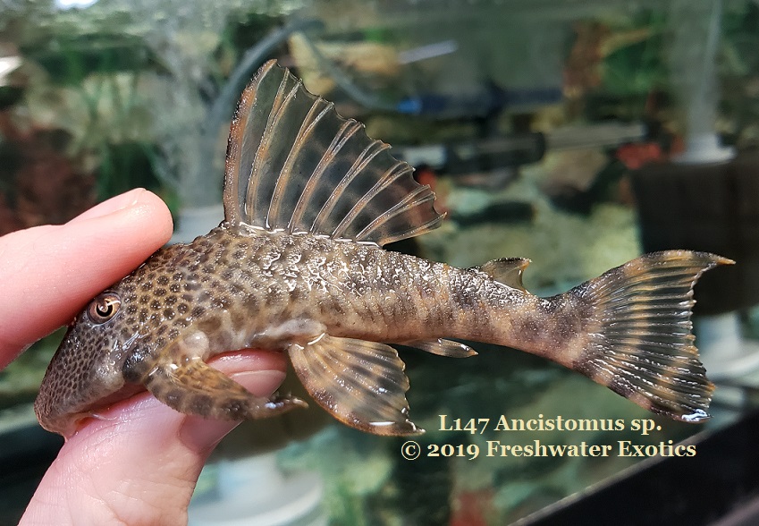 L147 Ancistomus sp. 3.5-4” $35.00 - Freshwater Exotics