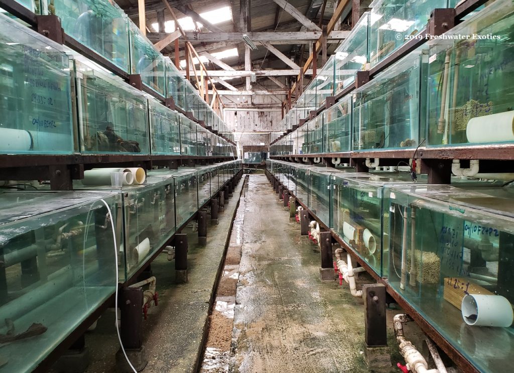 One of the largest ornamental fish export facilities in South America