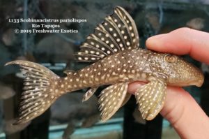 L133 Scobinancistrus pariolispos Rio Tapajos 3.5" $40.00