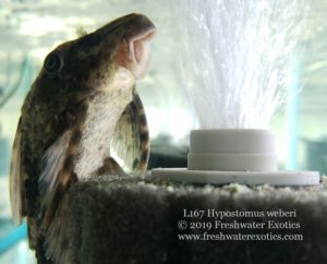 L167 Hypostomus weberi Rio Negro 4-5” $50.00