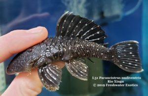 L31 Parancistrus nudiventris Rio Xingu 4-5" $45.00