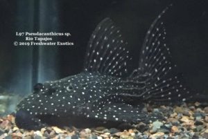 L97 Pseudacanthicus sp. Rio Tapajos 11" $250.00