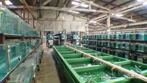 One of the largest ornamental fish export facilities in South America