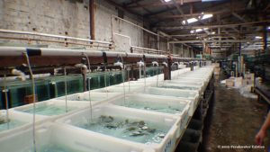 One of the largest ornamental fish export facilities in South America