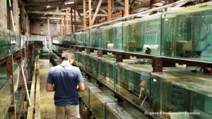 One of the largest ornamental fish export facilities in South America