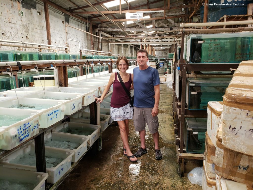 Freshwater Exotics at one of the largest ornamental fish export facilities in South America