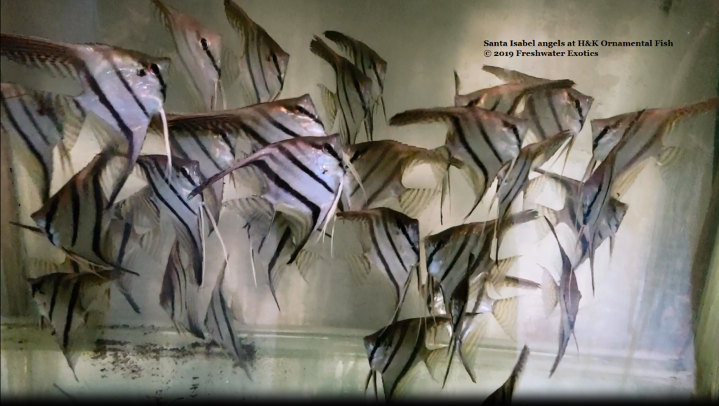 Santa Isabel angels at H&K Ornamental Fish