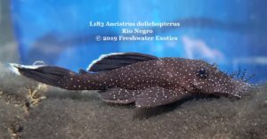 L183 Ancistrus dolichopterus, Rio Negro 1.5-1.75” $30.00