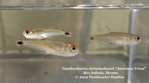 Gnathocharax steindachneri “Arowana Tetra” Rio Jufaris, Moura 1-1.5” $6.00