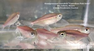 Hemigrammus coeruleus “Coreulean Pink Tetra” Rio Jufaris, Moura