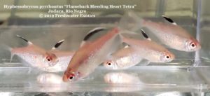 Hyphessobrycon pyrrhontus “Flameback Bleeding Heart Tetra” Judaca, Rio Negro 1” $7.00