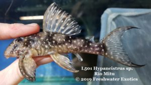 L501 Hypancistrus sp. Rio Mitu 4-5” $60.00