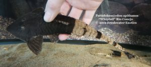 Pseudohemiodon apithanos “Whiptail” Rio Conejo 5-7” $60.00