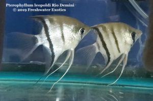Pterophyllum leopoldi Rio Demini 3” $35.00