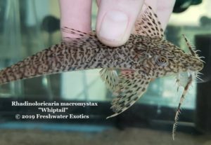 Rhadinoloricaria macromystax “Whiptail” 5-6” $60.00