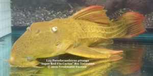 L24 Pseudacanthicus pitanga “Red Fin Cactus” Rio Tocantins 11-13” $200.00