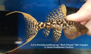 L273 Pseudacanthicus sp. "Red Titanic" Rio Tapajos 4" $195.00