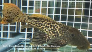 L273 Pseudacanthicus sp. "Red Titanic" Rio Tapajos 8-9" $275.00