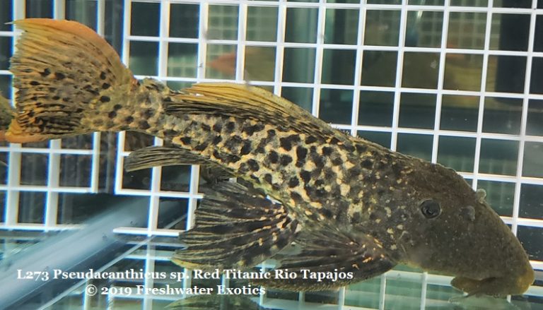L273 Pseudacanthicus sp. 