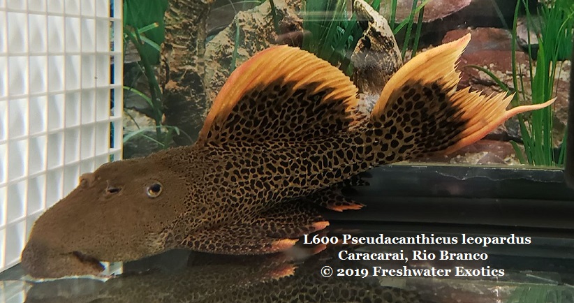 L600 Pseudacanthicus leopardus Caracarai, Rio Branco 8-9” $325.00