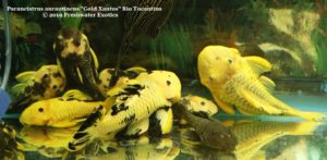 Parancistrus aurantiacus "Gold Xantos" Rio Tocantins 5” $250.00