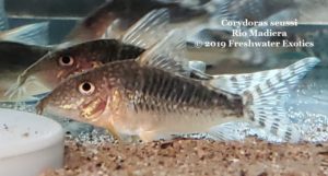 Corydoras seussi Rio Madiera 1-2” $20.00