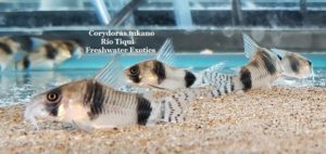 Corydoras tukano Sao Gabriel do Cachoeira 1-1.25” $30.00