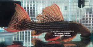 L25 Pseudacanthicus pirarara 7 Point Sao do Felix 10-11” $400.00