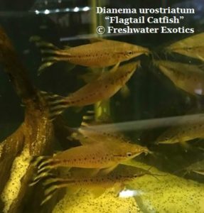 Dianema urostriatum “Flagtail Catfish” 3-3.5” $15.00