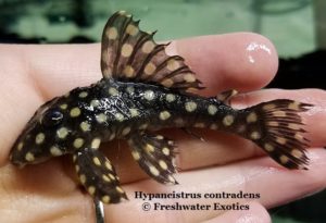 Hypancistrus contradens Rio Ventuari 2" $35.00