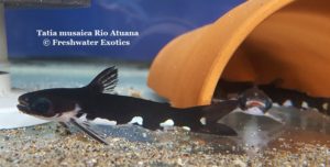 Tatia musaica Rio Atuana 2-2.5" $35.00